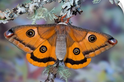 Calosaturnia Moth On Lichen-Covered Branch