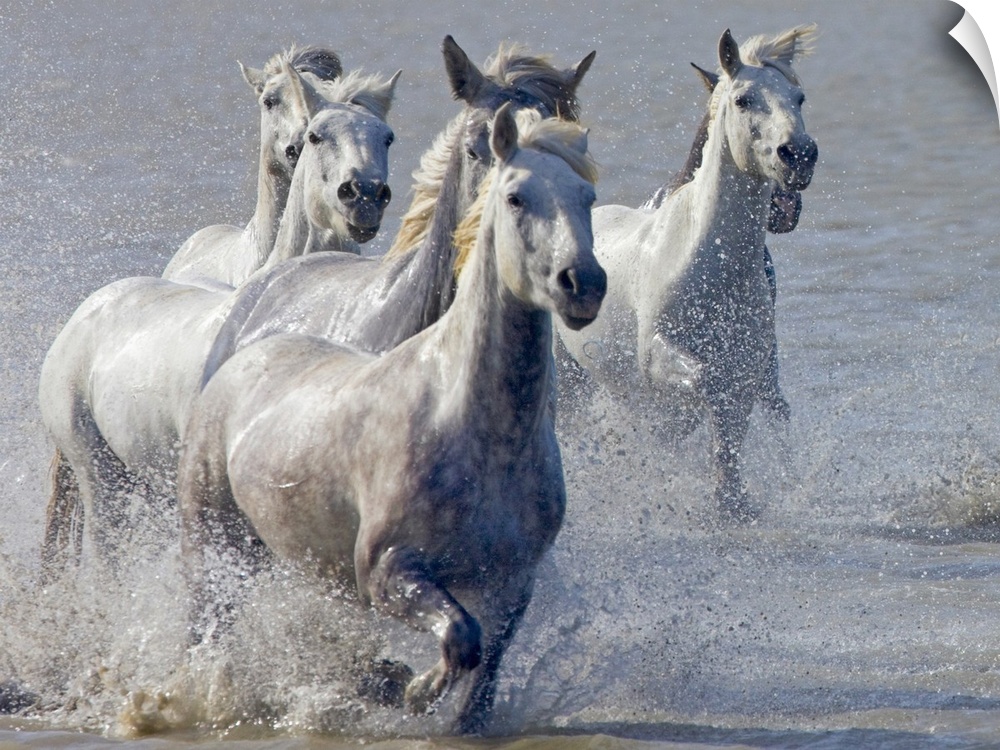 Giant, horizontal photograph of a group of Camargue horses, splashing as they run through shallow waters in South France.