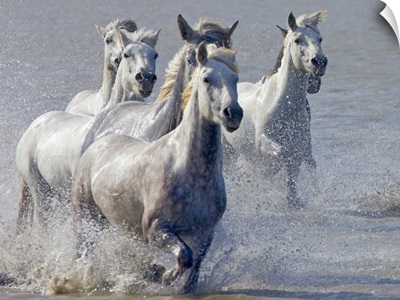 Camargue horses running on marshland to cross the river, South France