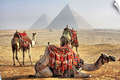 Camel Resting in desert with Egyptian pyramids in background.