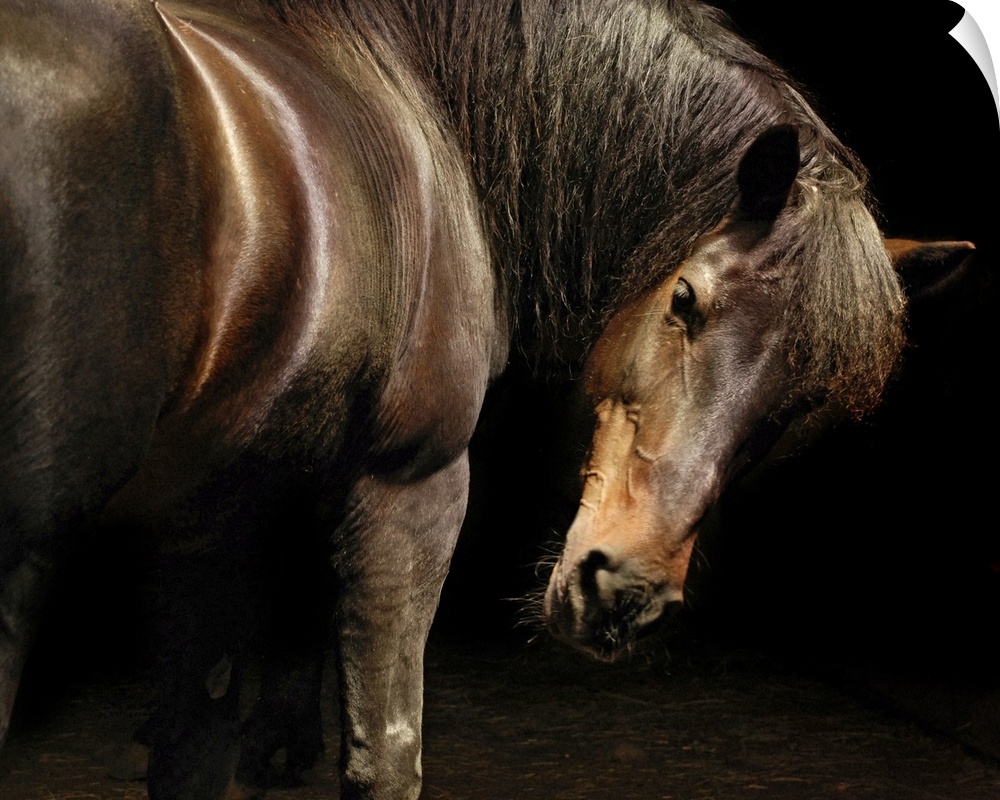 Shimmering brown horse turns to look back in to the dark.