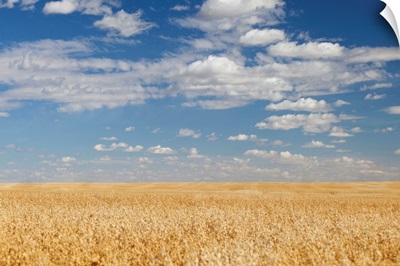 Canadian oat fields.