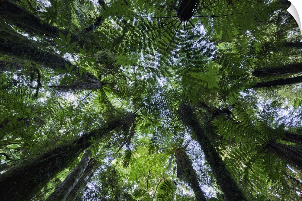 Canopies of ponga trees in lush native bush forest of ferns, moss and evergreens near Fox Glacier, nourished by cool and w...