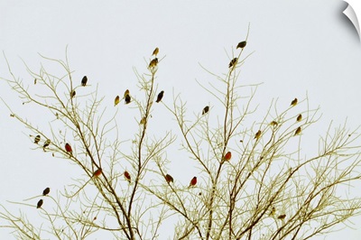 Cardinals on tree against sky.