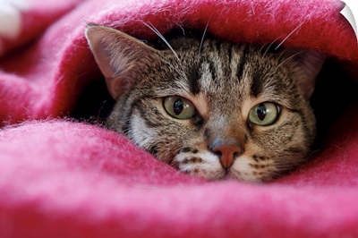 Cat hidden in pink rug.