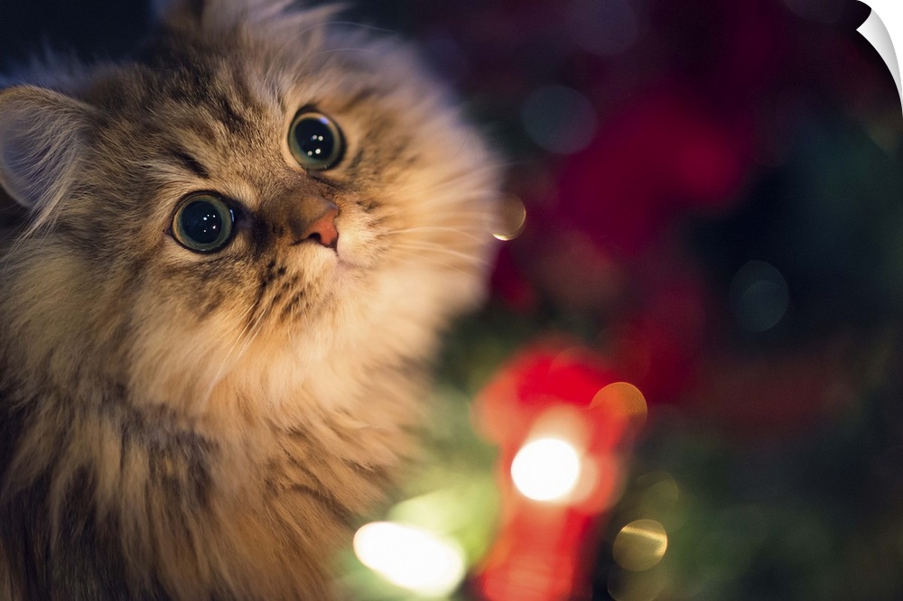 Cat brown Persian cat lit beside a Christmas tree