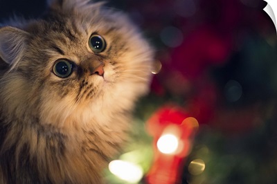 Cat in front of Christmas tree