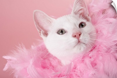 Cat wearing feather boa