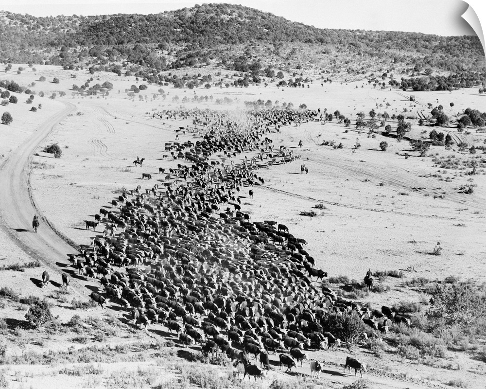 A cattle drive on the Three-V Ranch owned by Arizona cattle baron, Marcus Rudnick. It was one of the few big open range co...