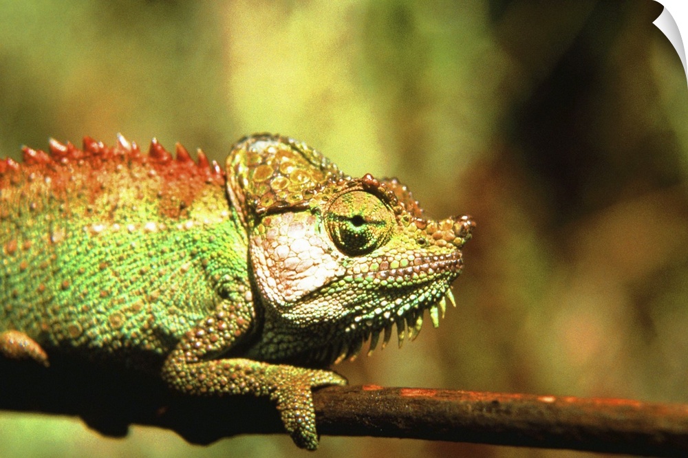 Chameleon on branch, close-up