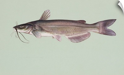 Channel Catfish