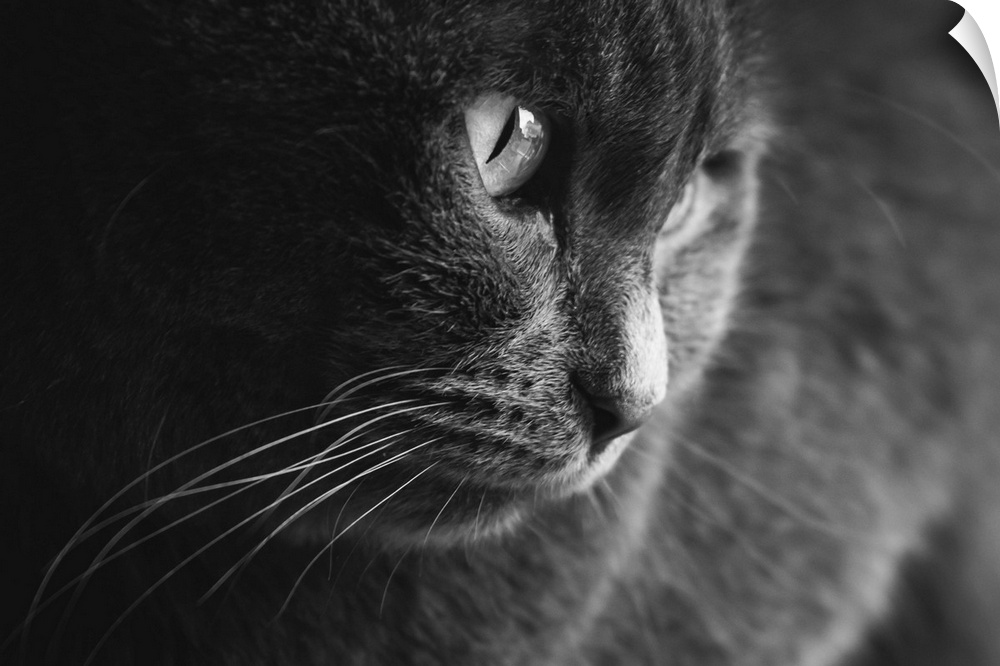 Black and white picture of an adult female grey cat
