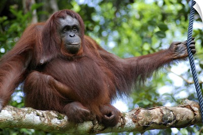 Cheeky orangutan sitting on branch in Borneo.