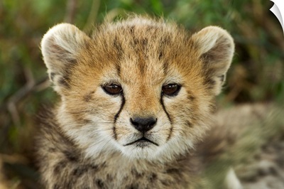 Cheetah Cub At Ngorongoro Conservation Area, Tanzania