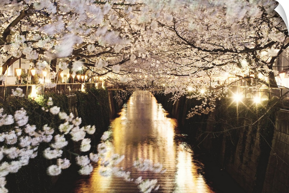 Beautiful pic of night sakura flowers.