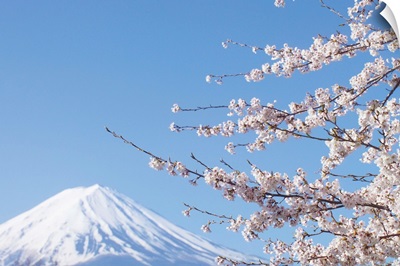 Cherry Blossoms And Mt. Fuji, Japan
