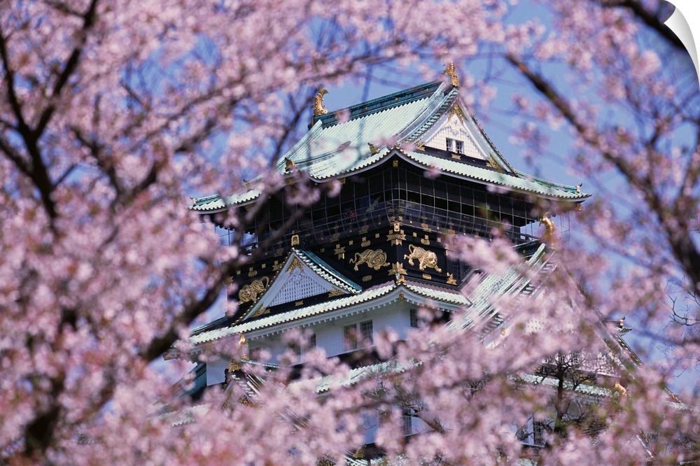 Cherry Blossoms In Front Of Osaka Castle