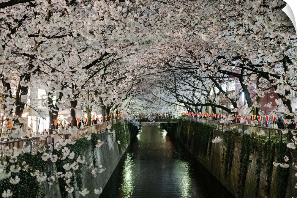 Rows of cherry blossoms in full bloom line the meguro river in Tokyo, Japan on a bright evening in spring of 2013.