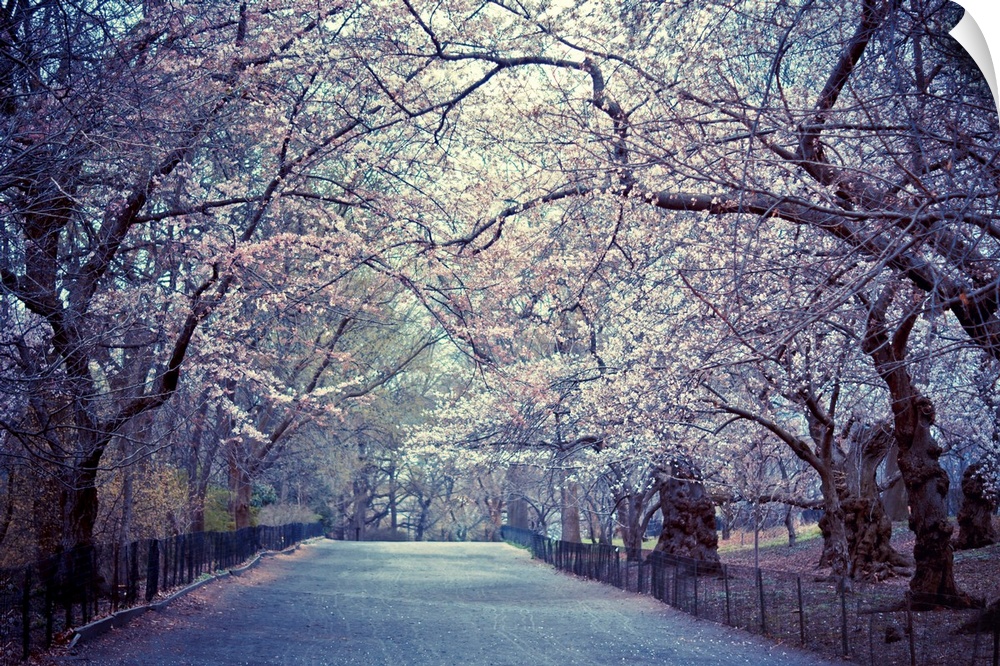 A gravel path is shown under blossoming cherry trees in Central Park in New York City, New York (NY).