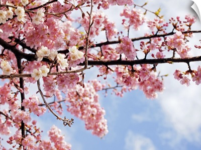 Cherry blossoms under blue sky, Tokyo, Japan.