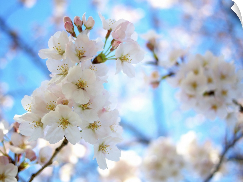 Cherry blossoms with clear sky.