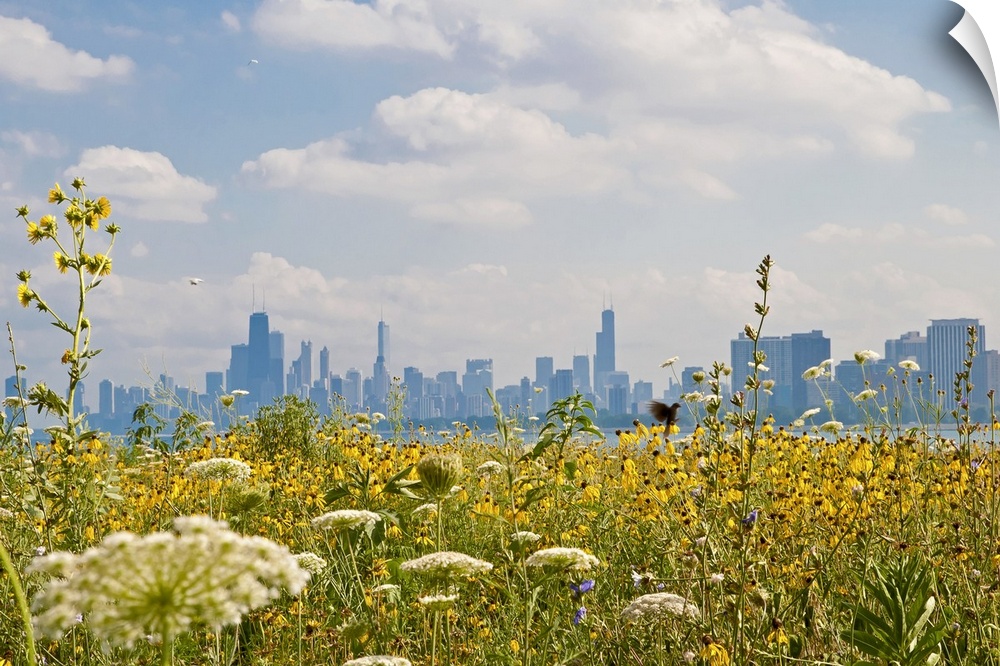 Chicago as seen from Montrose Harbor's bird sanctuary.