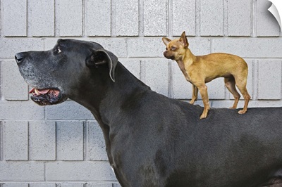 Chihuahua on Great Dane's back