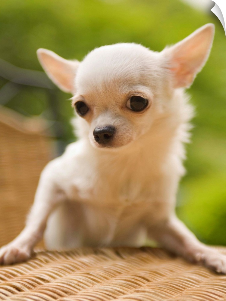 Chihuahua on rattan furniture