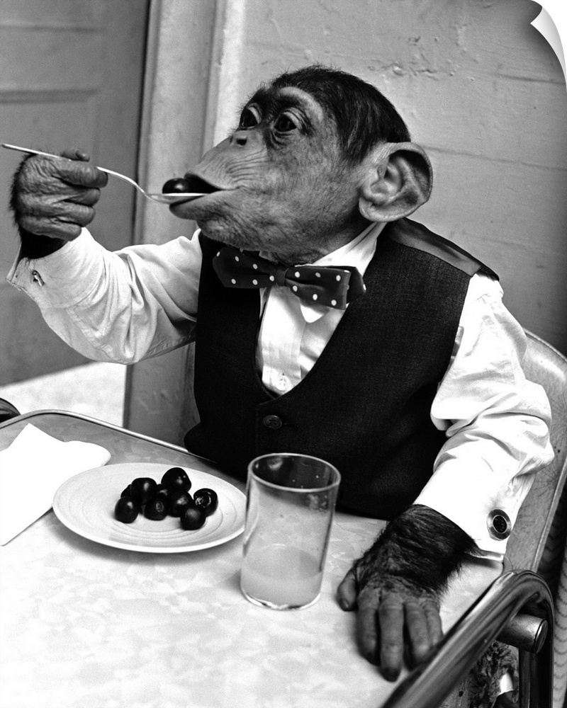 Chimpanzee Kokomo, wearing men's clothes, eats at a table.
