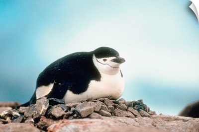 Chinstrap penguin roosting on nest, Anarctica