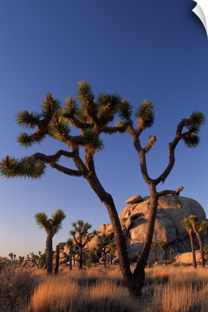 Cholla cactus and Cap Rock , Joshua Tree National Park , California