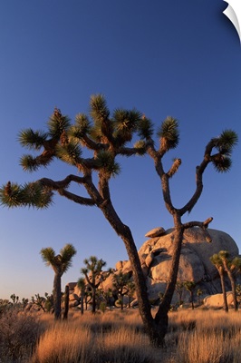 Cholla cactus and Cap Rock, Joshua Tree National Park, California