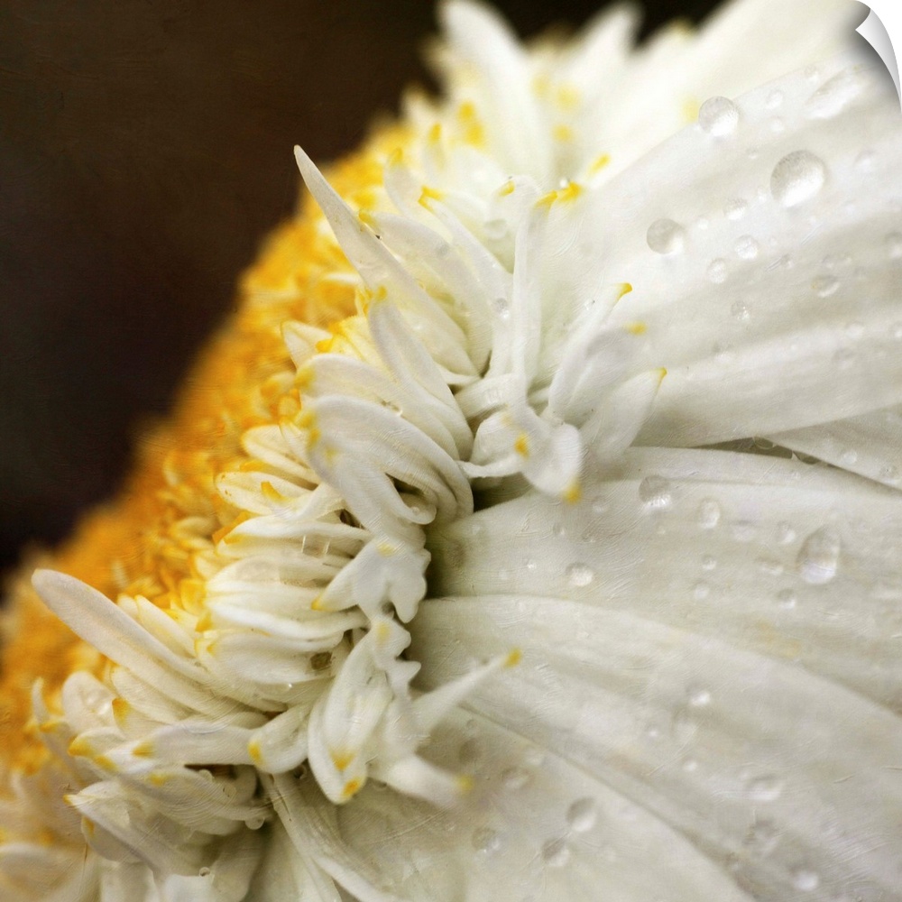 Close up of Chrysanthemum daisy flower with raindrops.