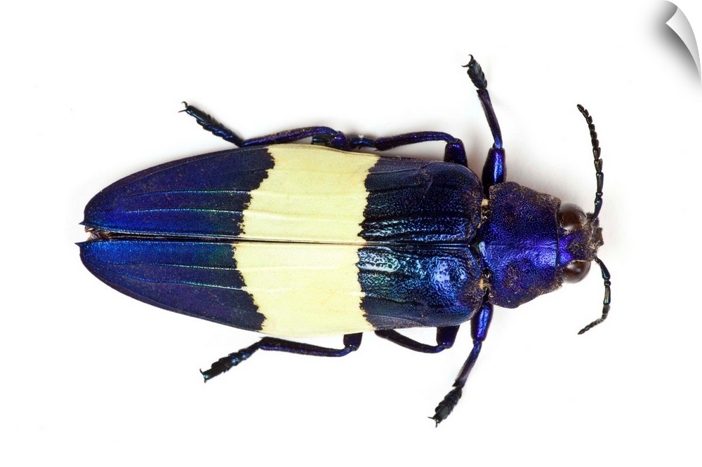Chrysochroa castelnaudi castelnaudi from Malaysia top view of this Jewel Beetle