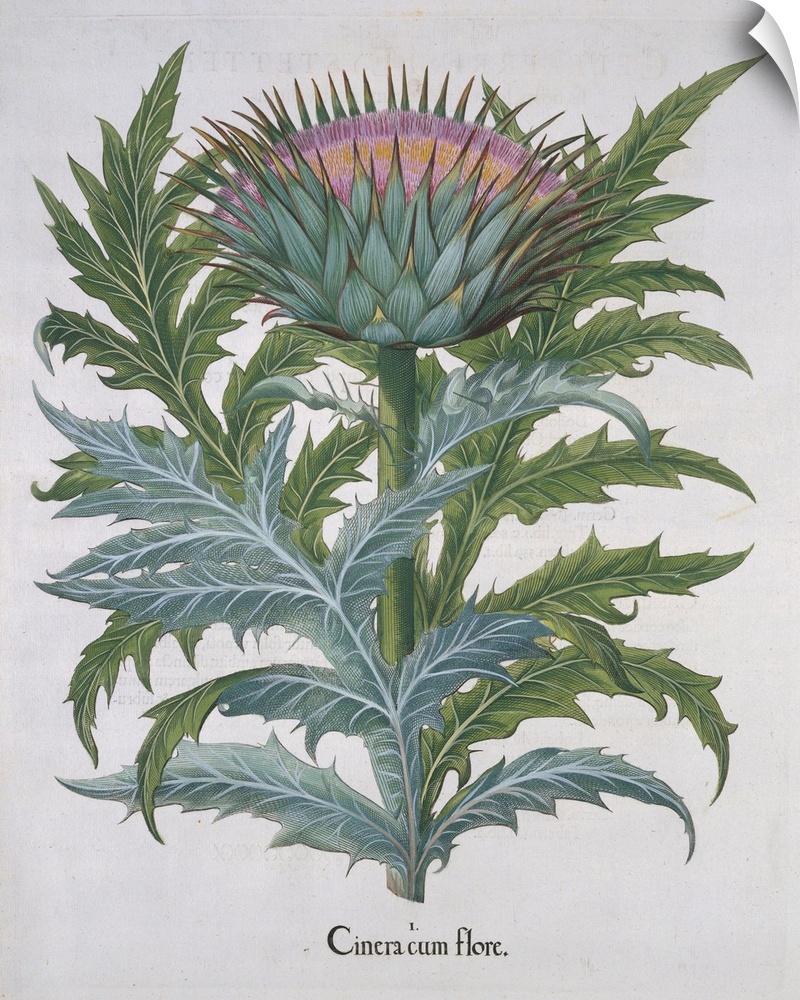 This illustration was published in the book Hortus Eystettensis ca. 1613.