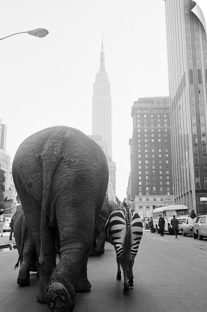 A troupe of elephants and a zebra walk down 33rd Street in Manhattan, hearlding the arrival of Ringling Brothers and Barnum