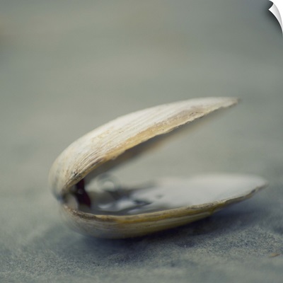 Clam shell on beach.