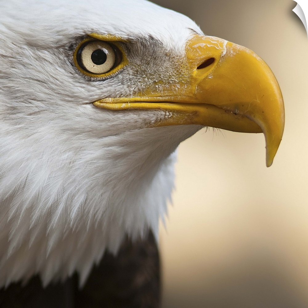 Close portrait of Bald eagle.