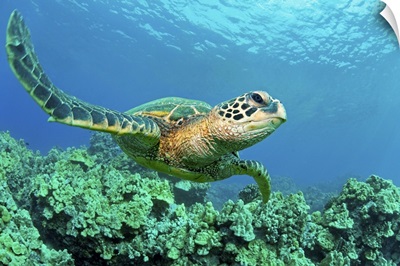 Close up endangered green sea turtle over coral reef in Makena, Maui, Hawaii.
