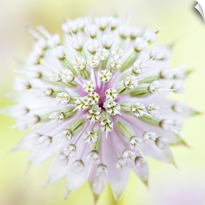 Close up full frame image of an Astrantia major flower.