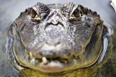 Close up head shot of crocodile with its eyes in focus.