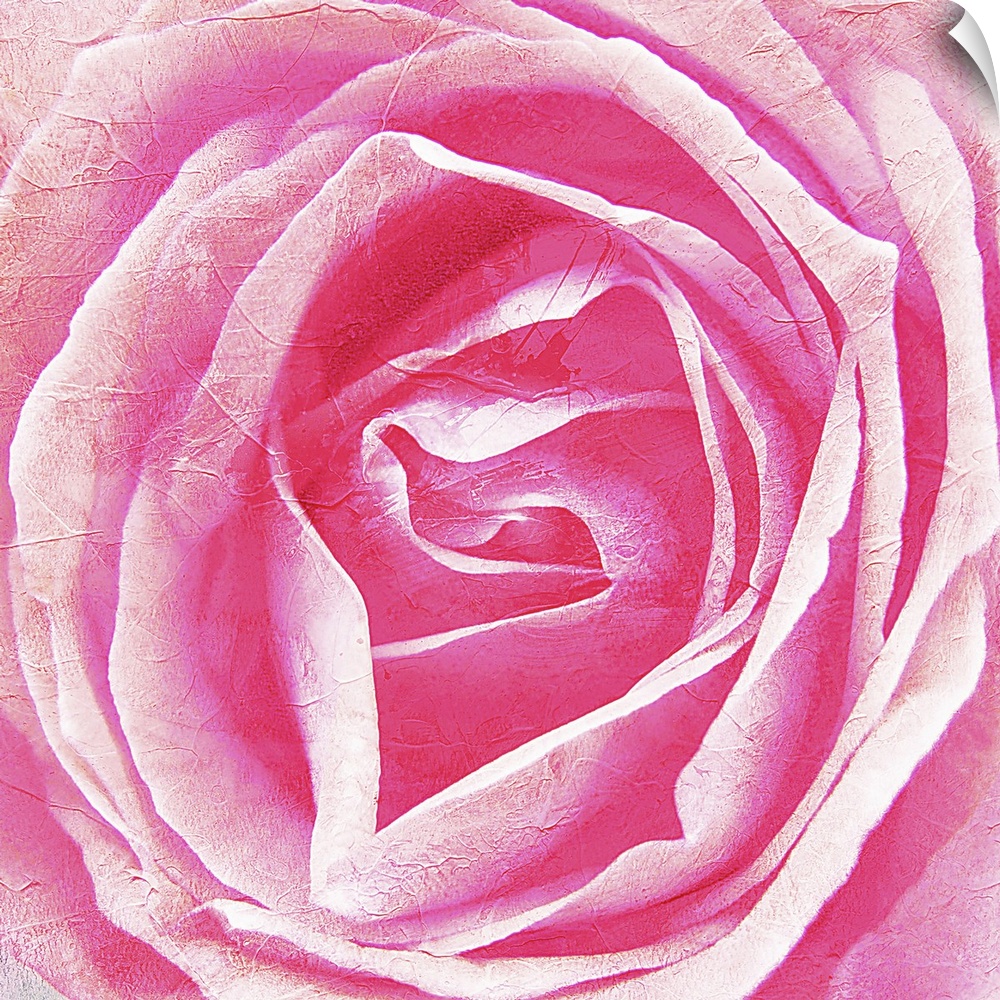 Close up image of pink rose bloom. Textured and post processed.Botanical Garden Wuppertal, Germany.