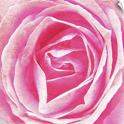 Close up image of pink rose bloom.