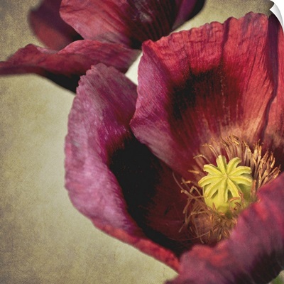Close up macro of deep red Poppy flower with textured background.