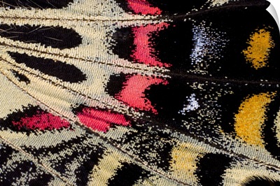 Close-up of a Bhutanitis mansfieldi wing