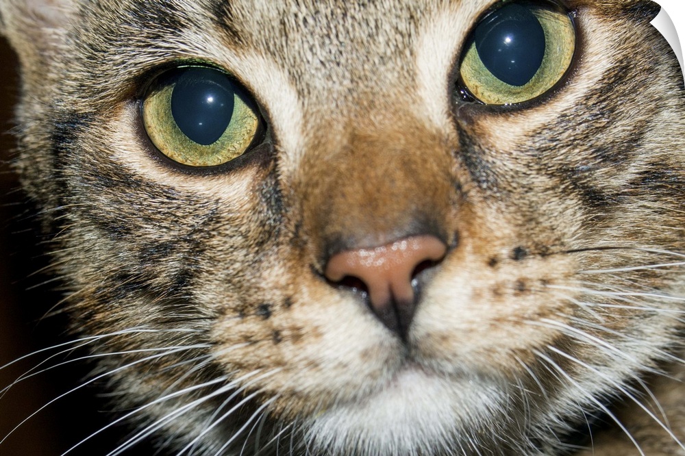 Closely cropped image of the enquiring face of a tabby cat, with wide open, clear eyes, pink nose and closed mouth
