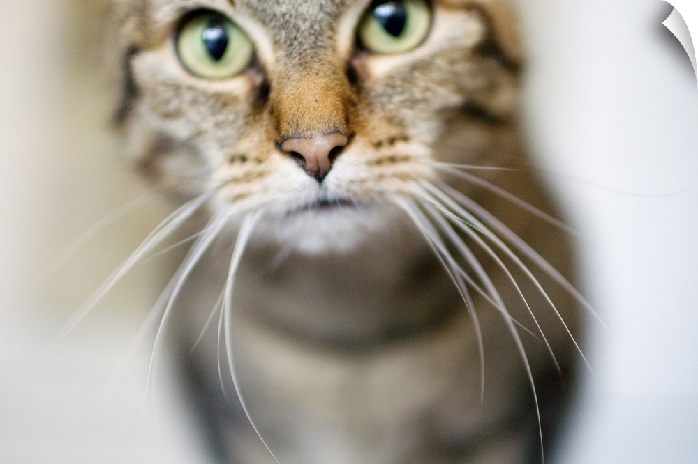 brown, short hair, striped, cat, green eyes, long whiskers, close up, focused nose, selective focus, neutral background, w...
