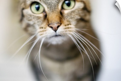 Close up of a cat's face with long whiskers