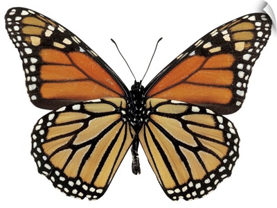 close-up of a plexippus danaus butterfly