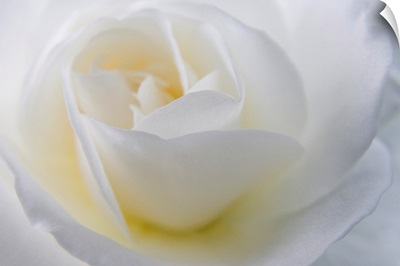 Close-up of a white rose